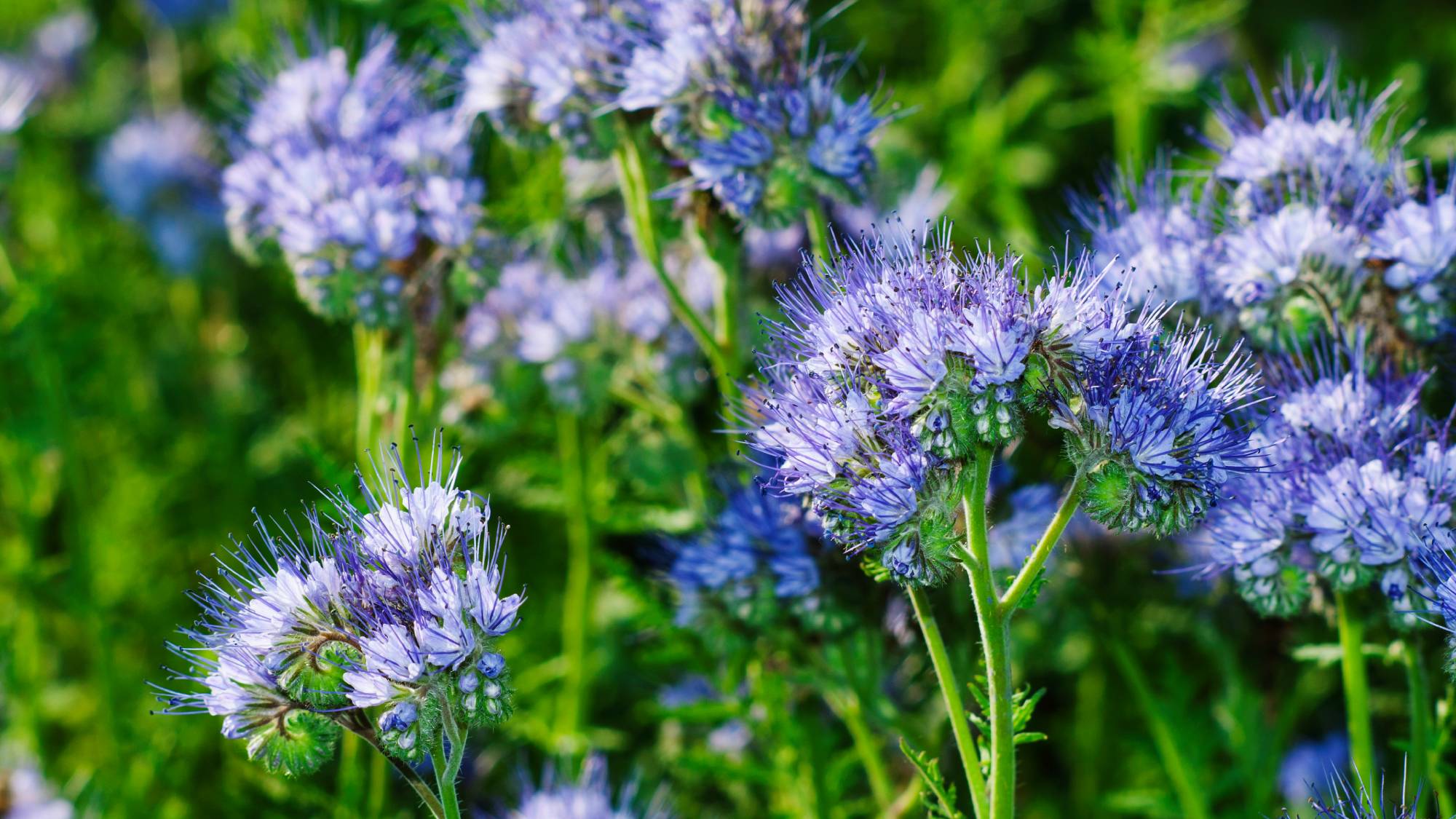 Purple tansy or lacy phacelia cover crop
