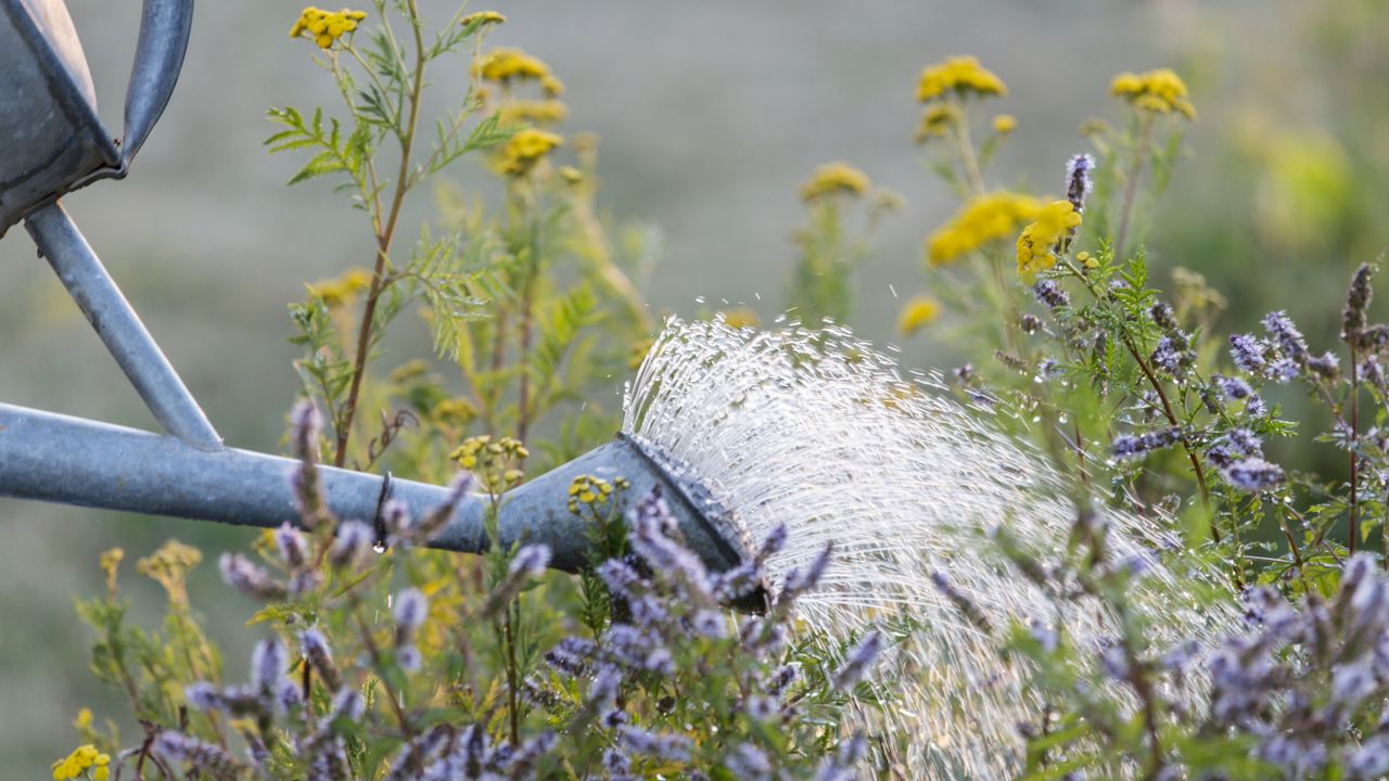 Watering can in a meadow with flowers