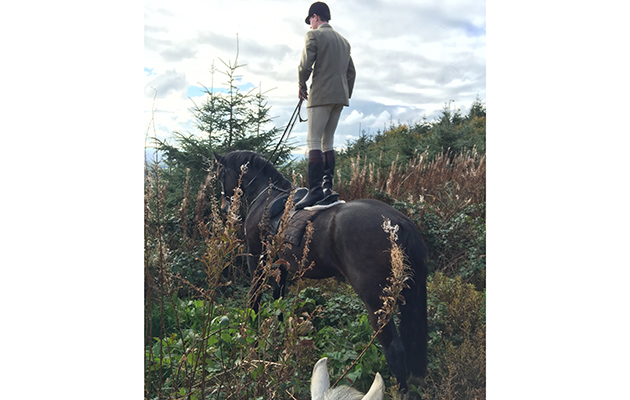 Island Foxhounds