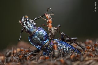 Winning image from the 60th Wildlife Photographer of the Year competition