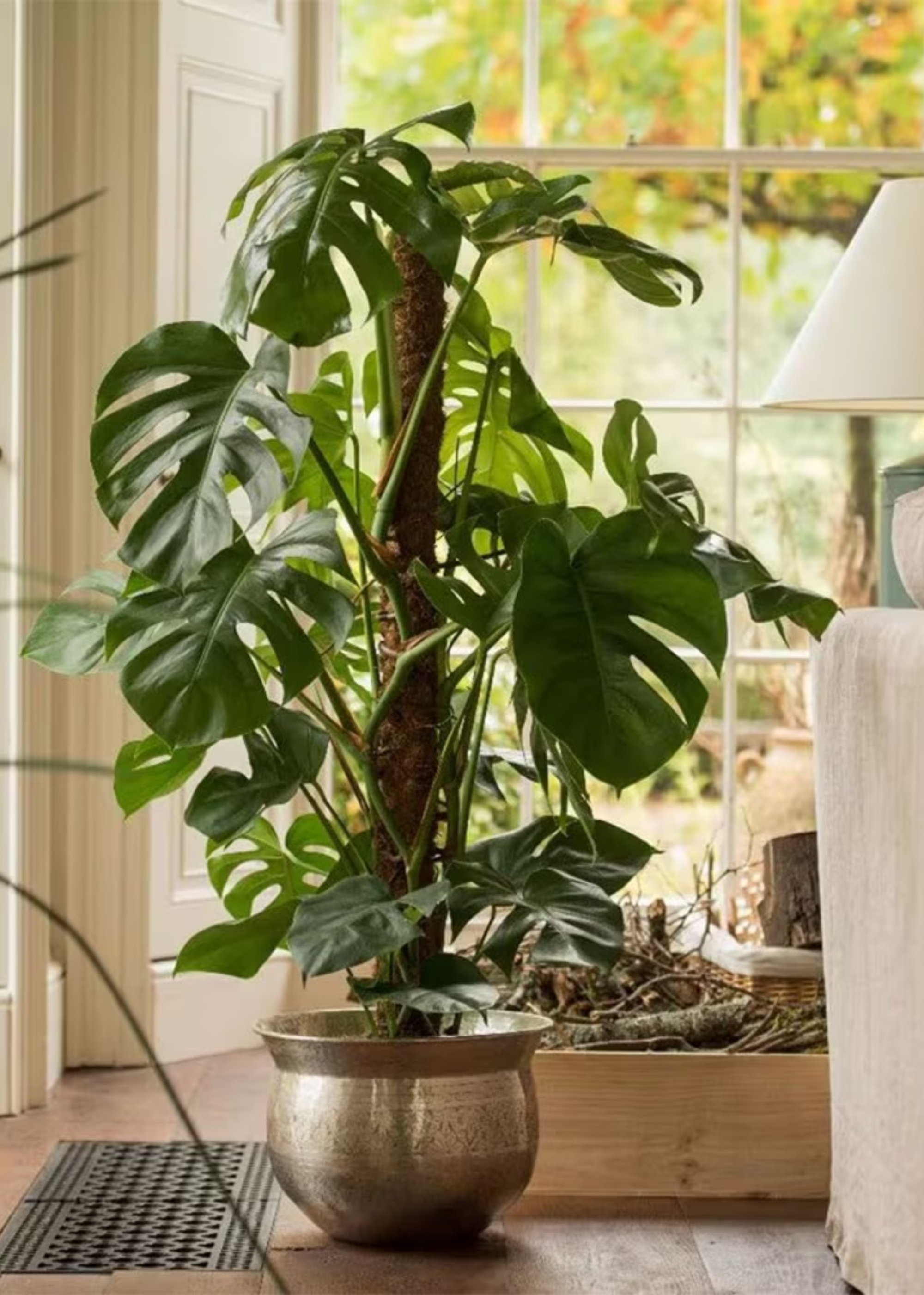 A monstera deliciosa plant in a brass-y bowl planter on a wood floor in a living room