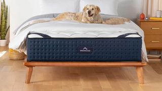 The DreamCloud Luxury Hybrid Mattress, pictured here with a very relaxed dog on top