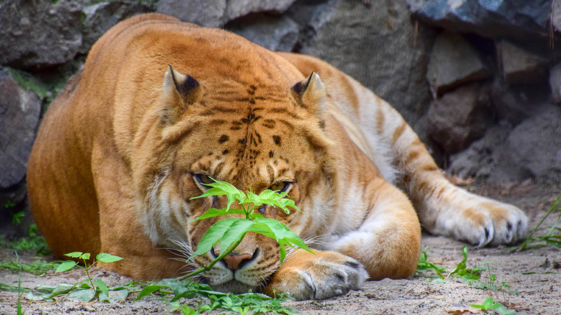 A white and orange striped cat lays in front of a rocky face.