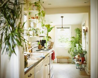 View of a kitchen with houseplants