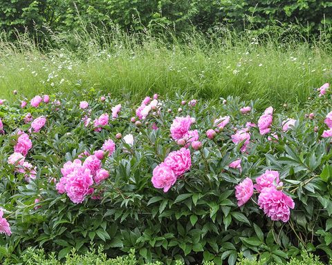 7 Myths About Planting Peonies This Plant Expert Wants You To Know Country