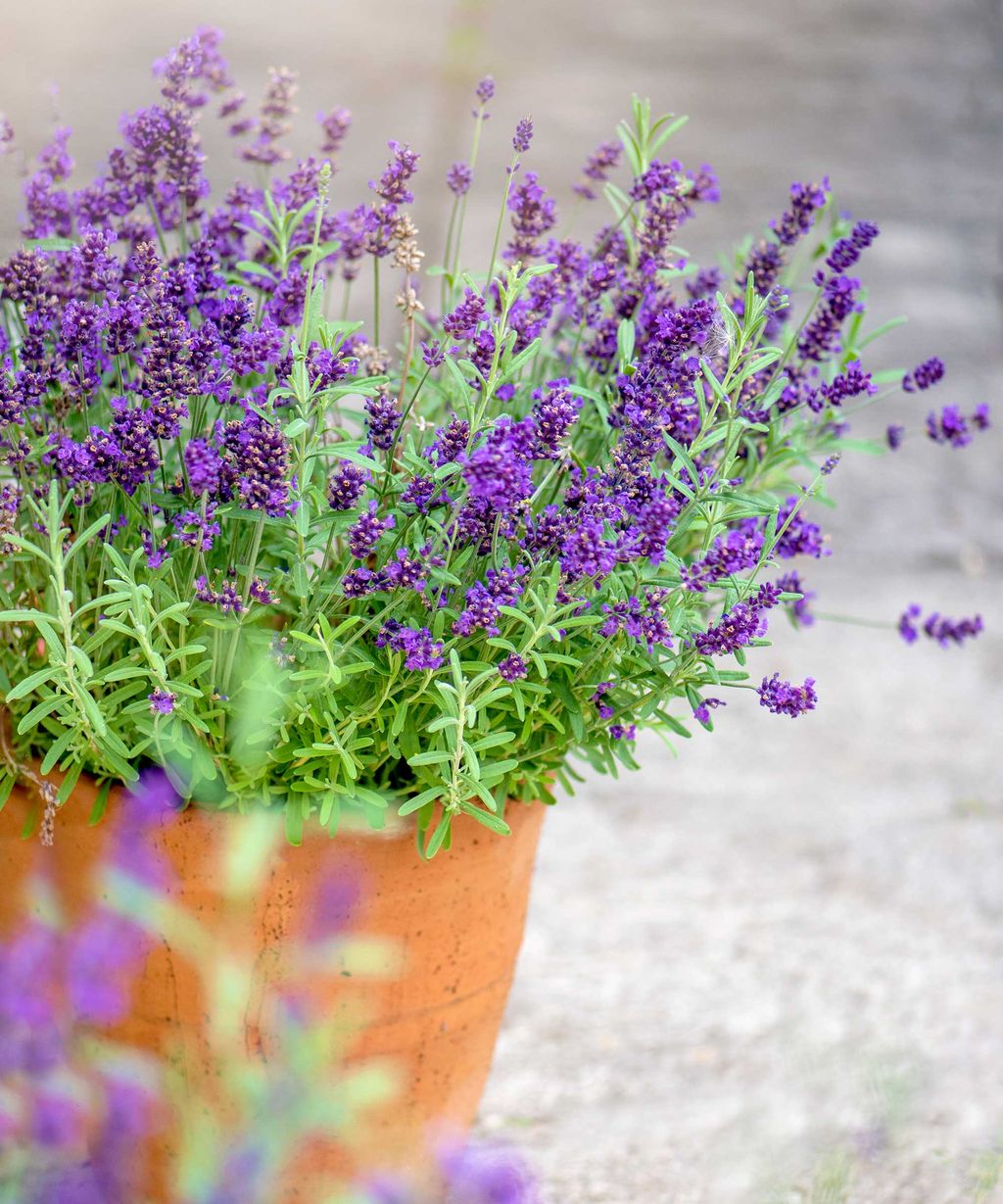 Watering lavender tips for plants in the ground or in pots Homes