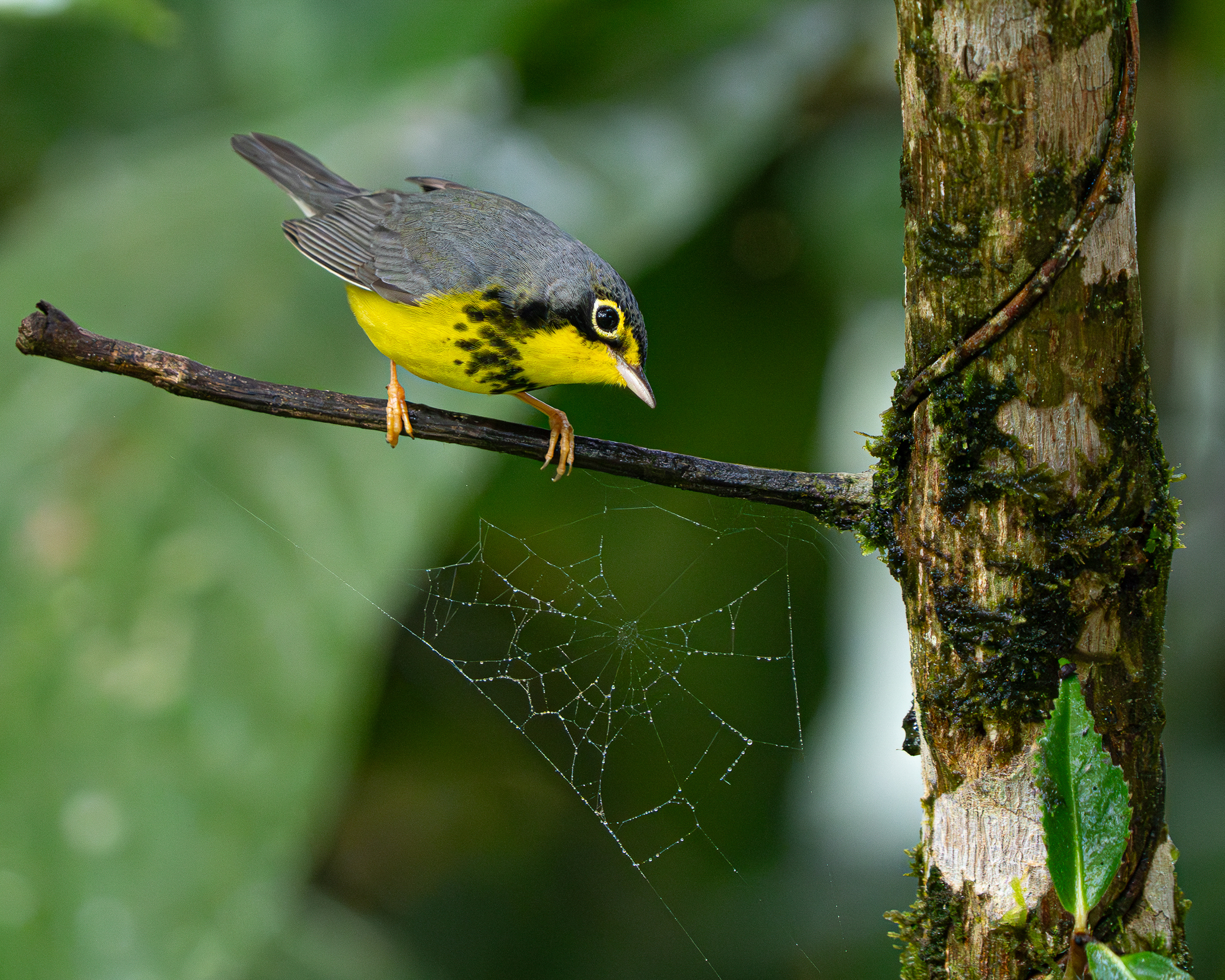 Yellow and gray bird perched on a branch, closely observing a delicate spider web with a blurred green background