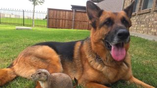 Max, the German Shepherd enjoying a cuddle with his friend Prince the prairie dog
