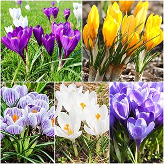 50 X Crocus Bulbs - Large Flowering Mixed Crocus Bulbs - Spring Flowering Bulbs - for Planting Now - Mixed Colours - Uk Seller