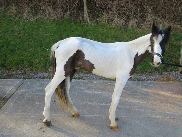 Rupert on arrival at World Horse Welfare web