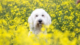Instagram trend dangerous to dogs, dog in rapeseed field