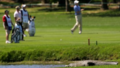 An alligator lays in the sun as golfers play the second hole during the final round of the 2008 PODS Championship at Innisbrook Resort and Golf Club, Florida