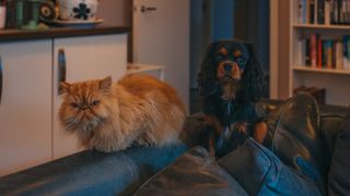 Persian cat and King Charles Cavalier dog on sofa