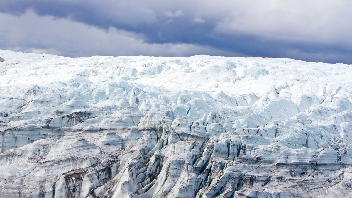 A top secret military project in the Cold War found fossil plants under green ice