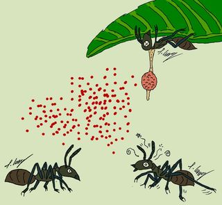 Zombie ant illustration