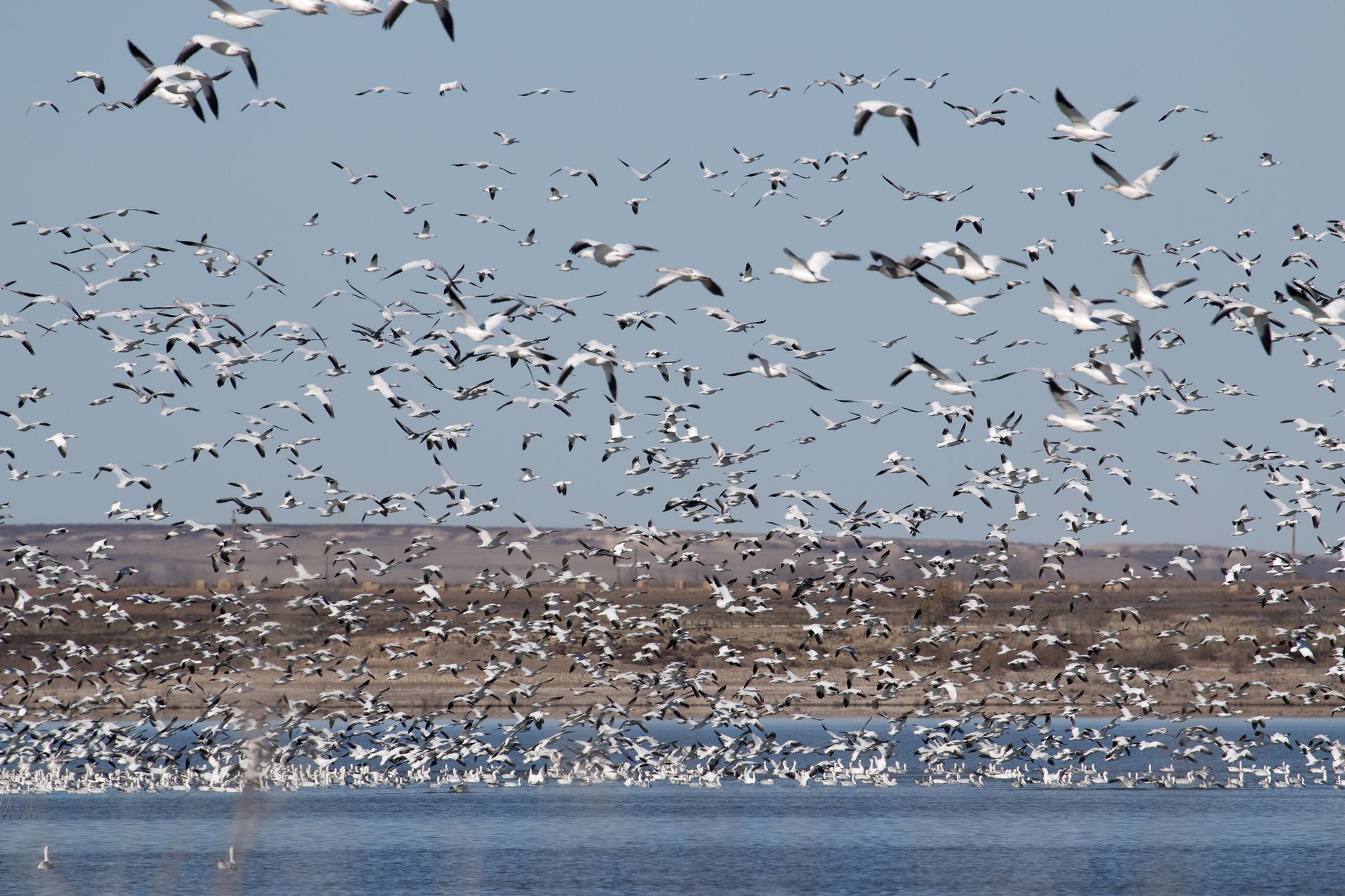 Wild snow geese flocks take to the air and water during the fall migration at John Martin Reservoir in Colorado.
