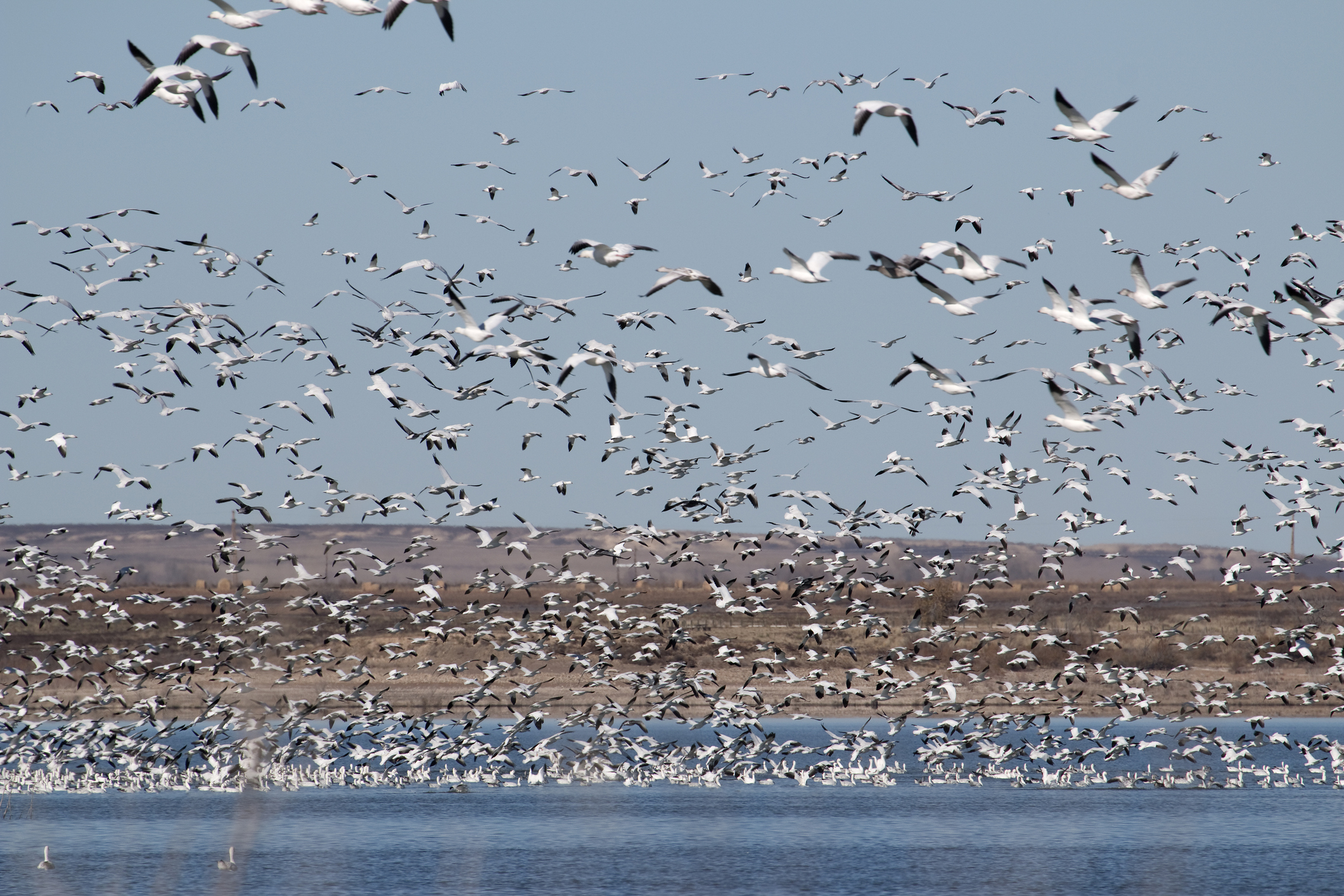 Wild snow geese flocks take to the air and water during the fall migration at John Martin Reservoir in Colorado.