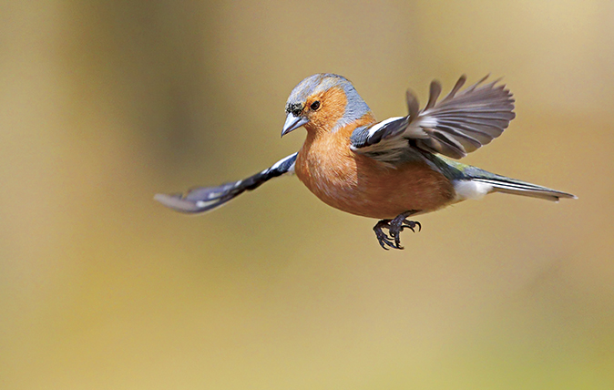 finches