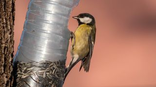 Bird on a plastic bottle bird feeder