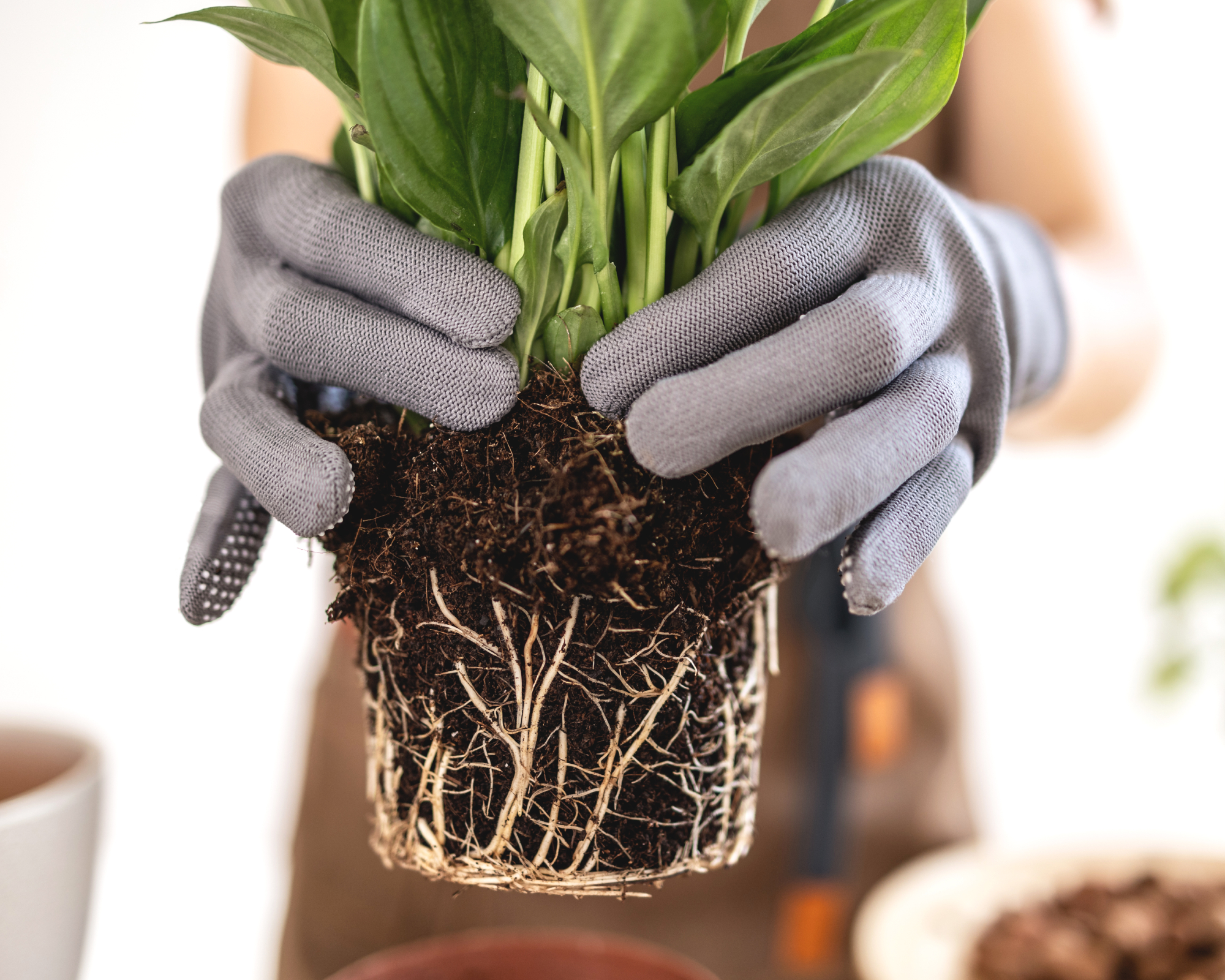 woman holding an unpotted peace lily plant with exposed roots
