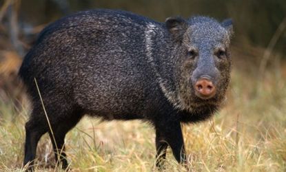 Gov. Rick Perry's solution to Texas' feral pig problem: Letting hunters pile into helicopters and shoot as many hogs as they want.