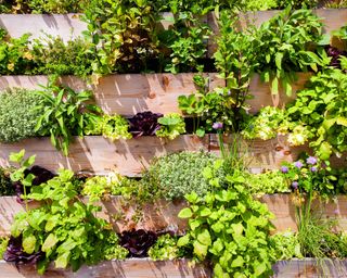 old wooden pallet turned into a wall-mounted herb garden