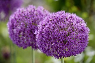 Star of Persia flowers (Allium christophii), close-up