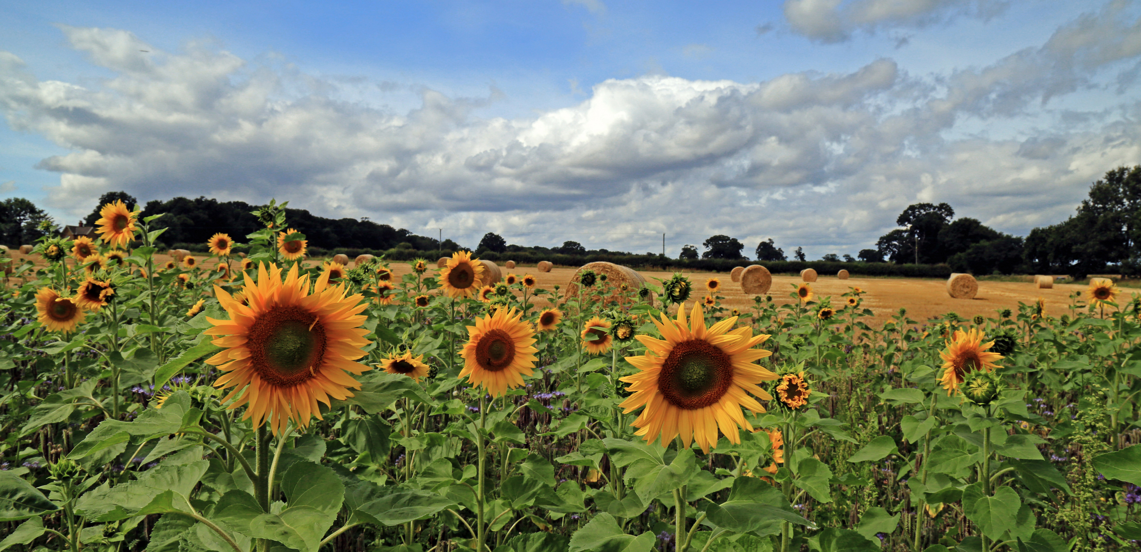 Sunflowers stand against a harvest field in Norfolk, Andrew Barwick / Artcraft Photography, Getty Images