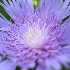 Bee Balm flower (extreme close-up)