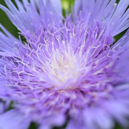 Bee Balm flower (extreme close-up)