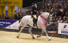 Miranda Wallace riding COLEBOURNE owned by Rosettes Direct, Champion in the Maxi Cob of the Year Championship during HOYS in the NEC in Warwickshire in the UK on 7th October 2016