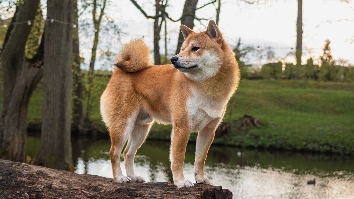 Shiba Inu Japanese dog breed in a park