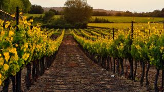 Wine vinyards in Bordeaux, France