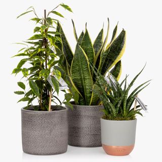 Purifying plant bundle