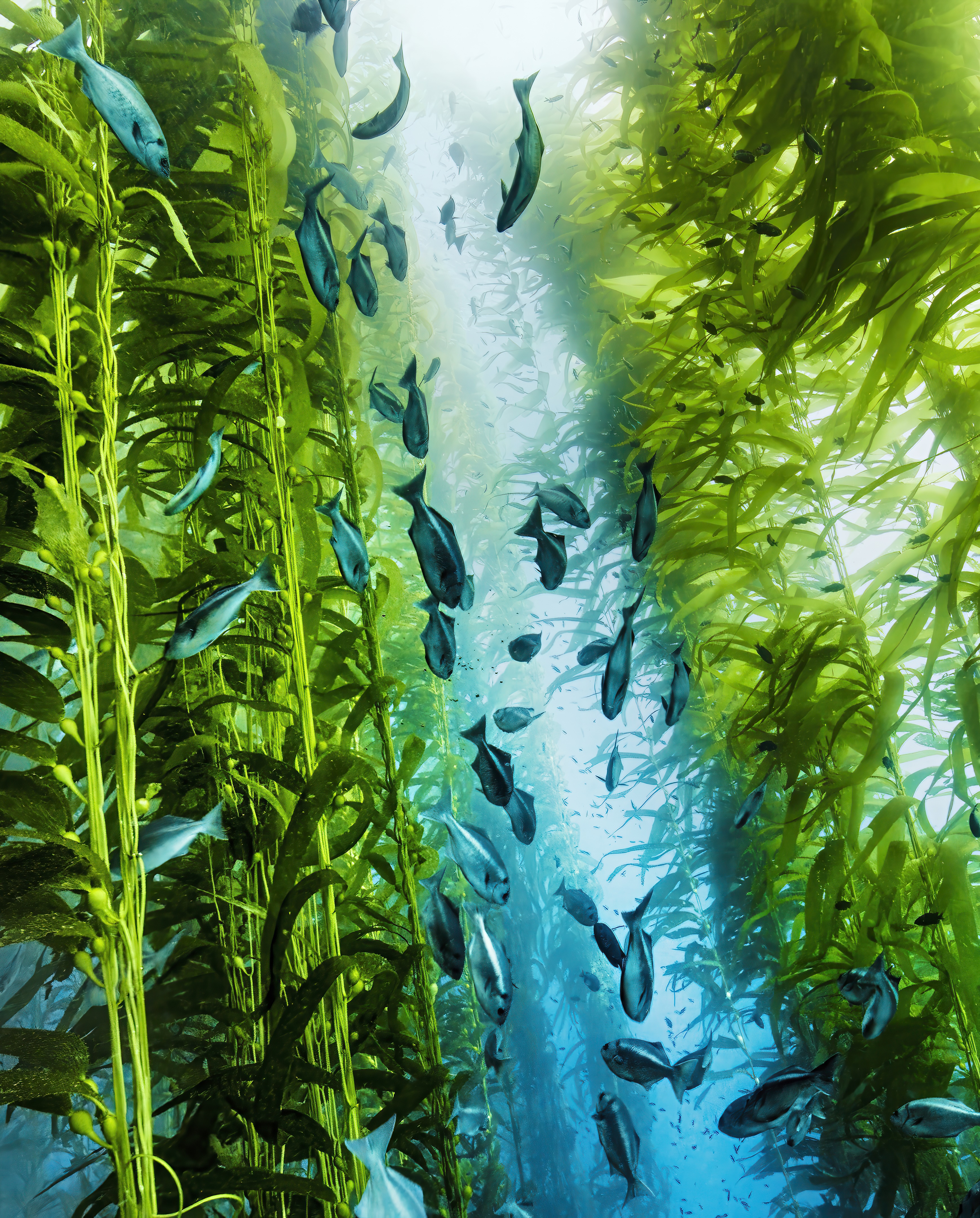 Halfmoon fish in kelp forest