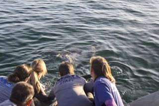 Release of Edna the Dolphin