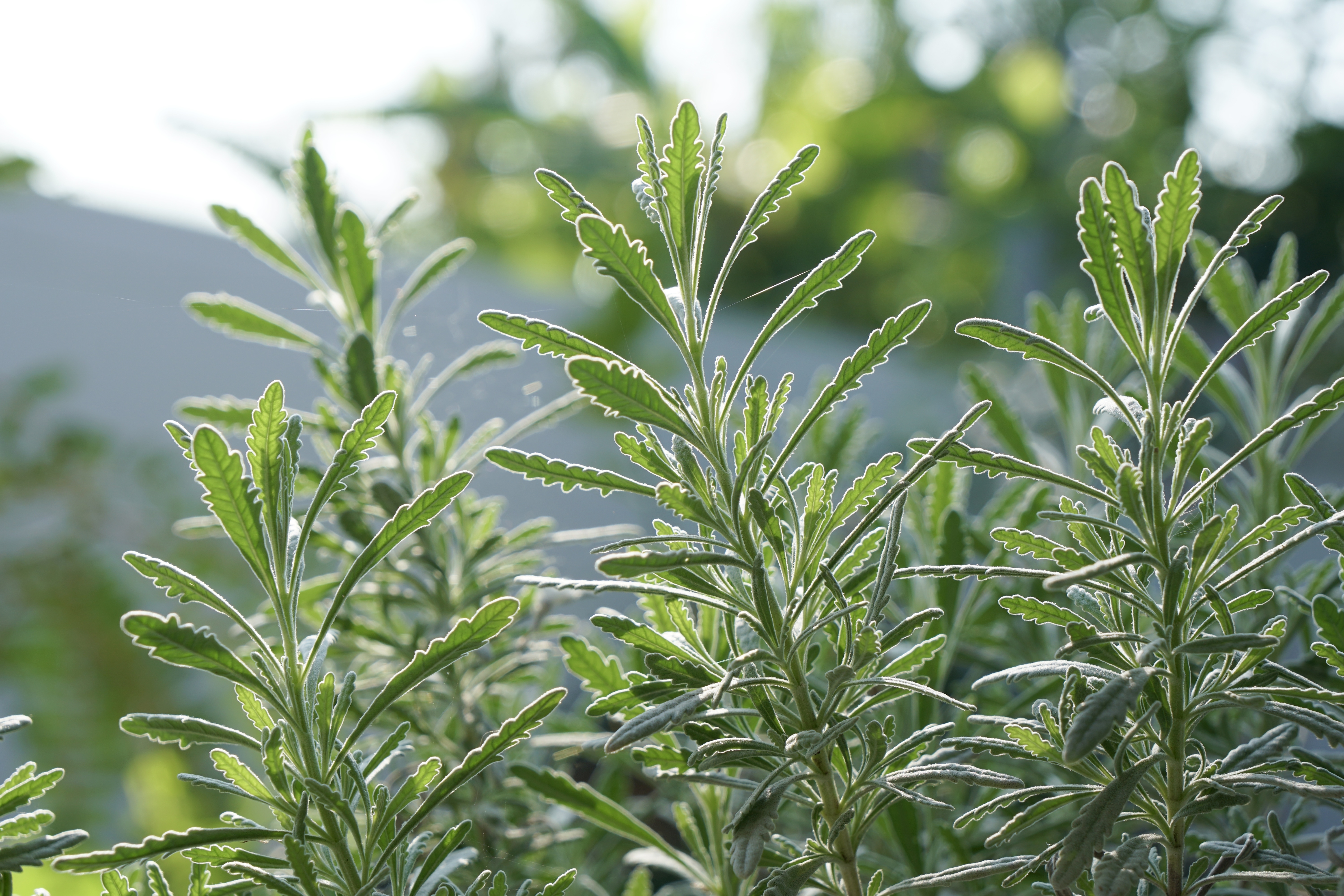 Side view of Goodwin Creek Grey Lavender in the morning light.
