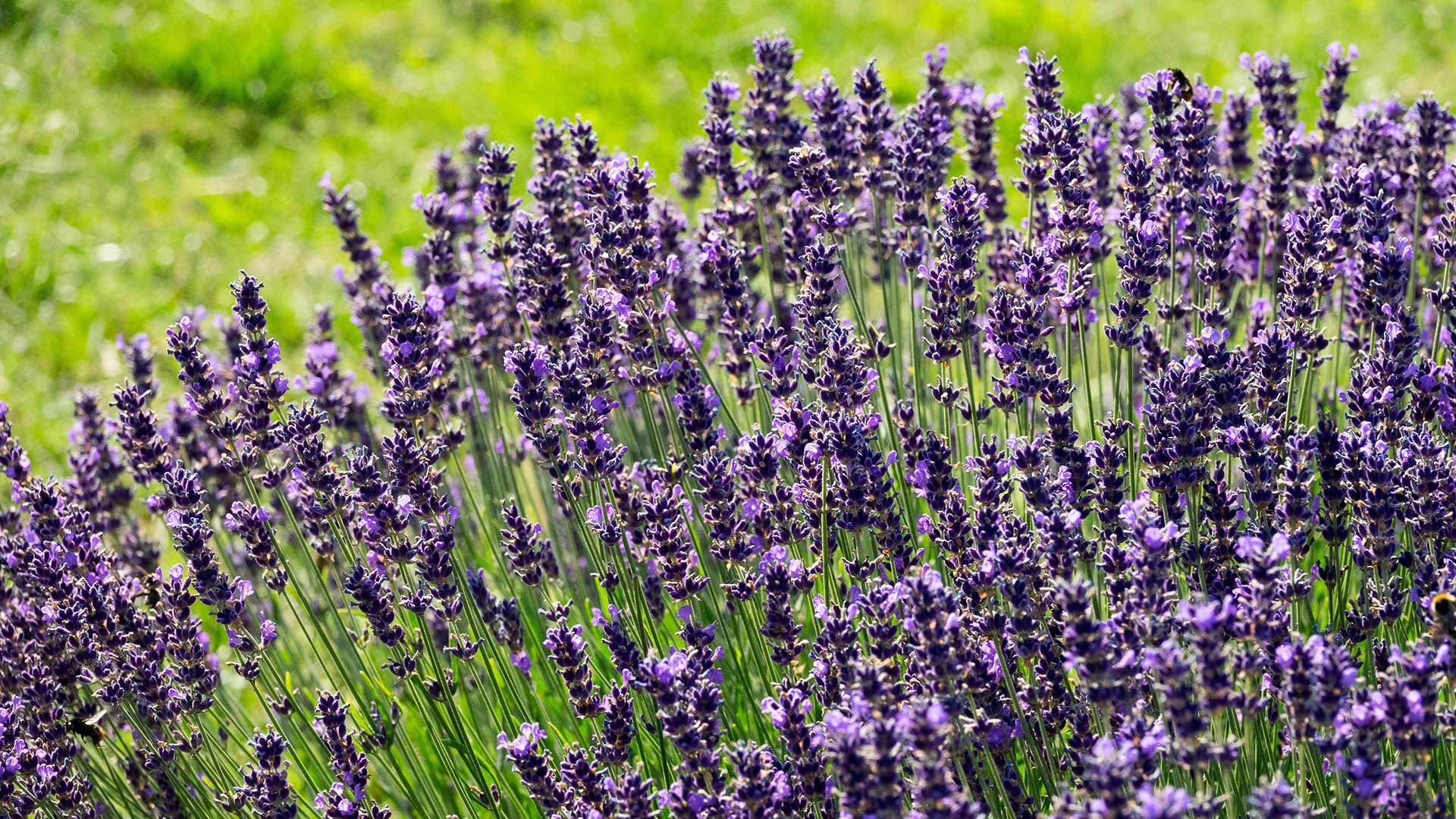 "Hidcote Blue" lavender
