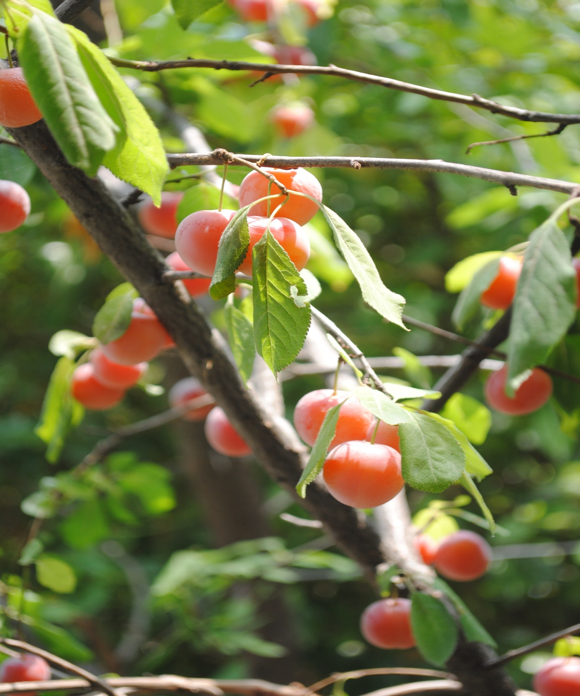 The small orange fruits of Chickasaw plum