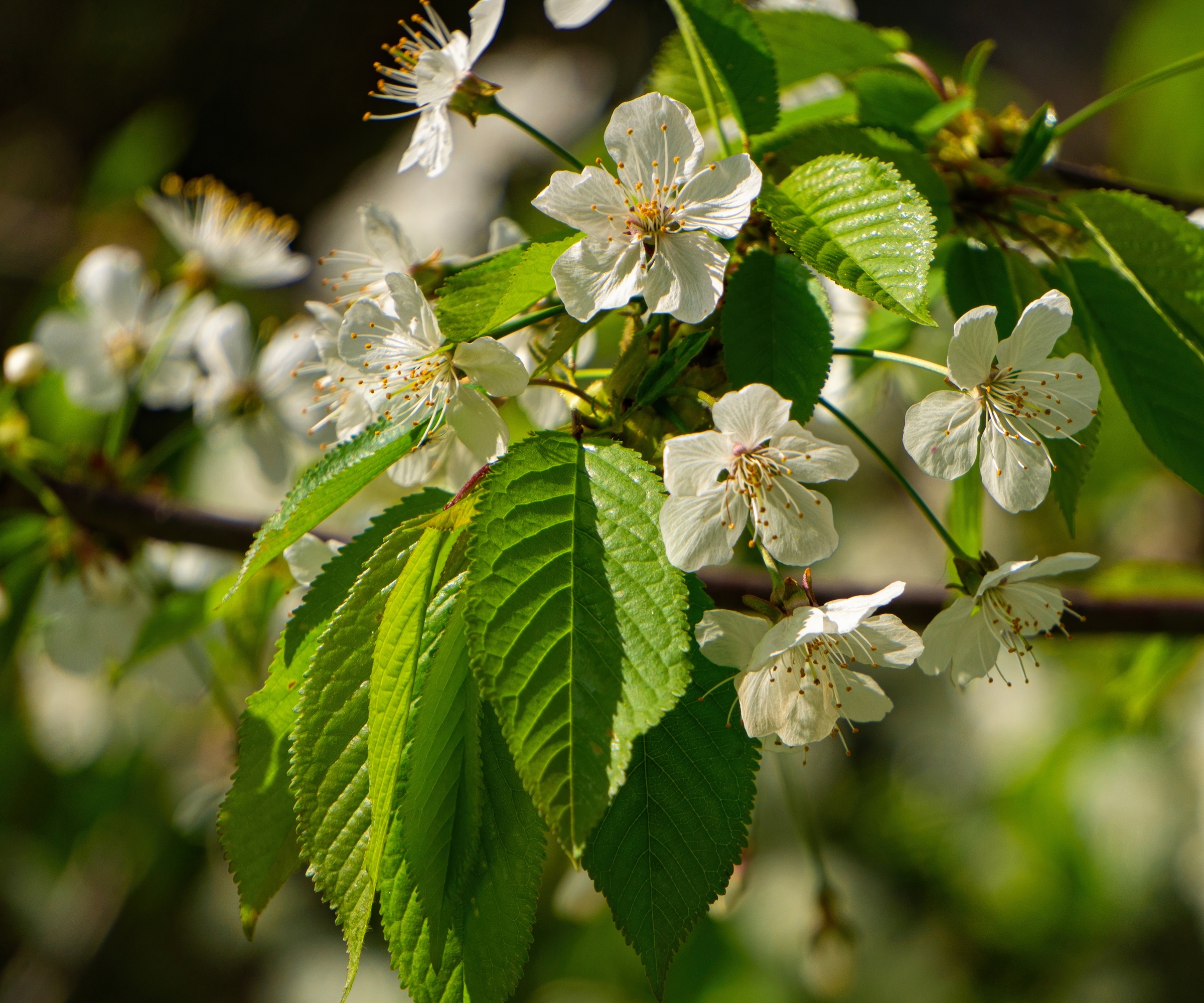 Cherry blossom and foliage