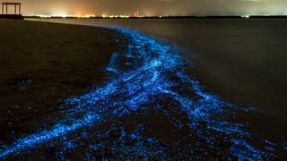 Example of bioluminescence - Illumination of plankton on a beach in the Maldives.