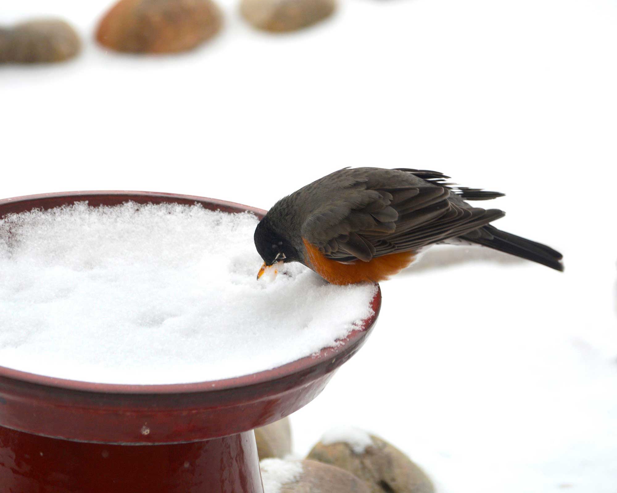Bird bath winter care top tips for your backyard Gardeningetc