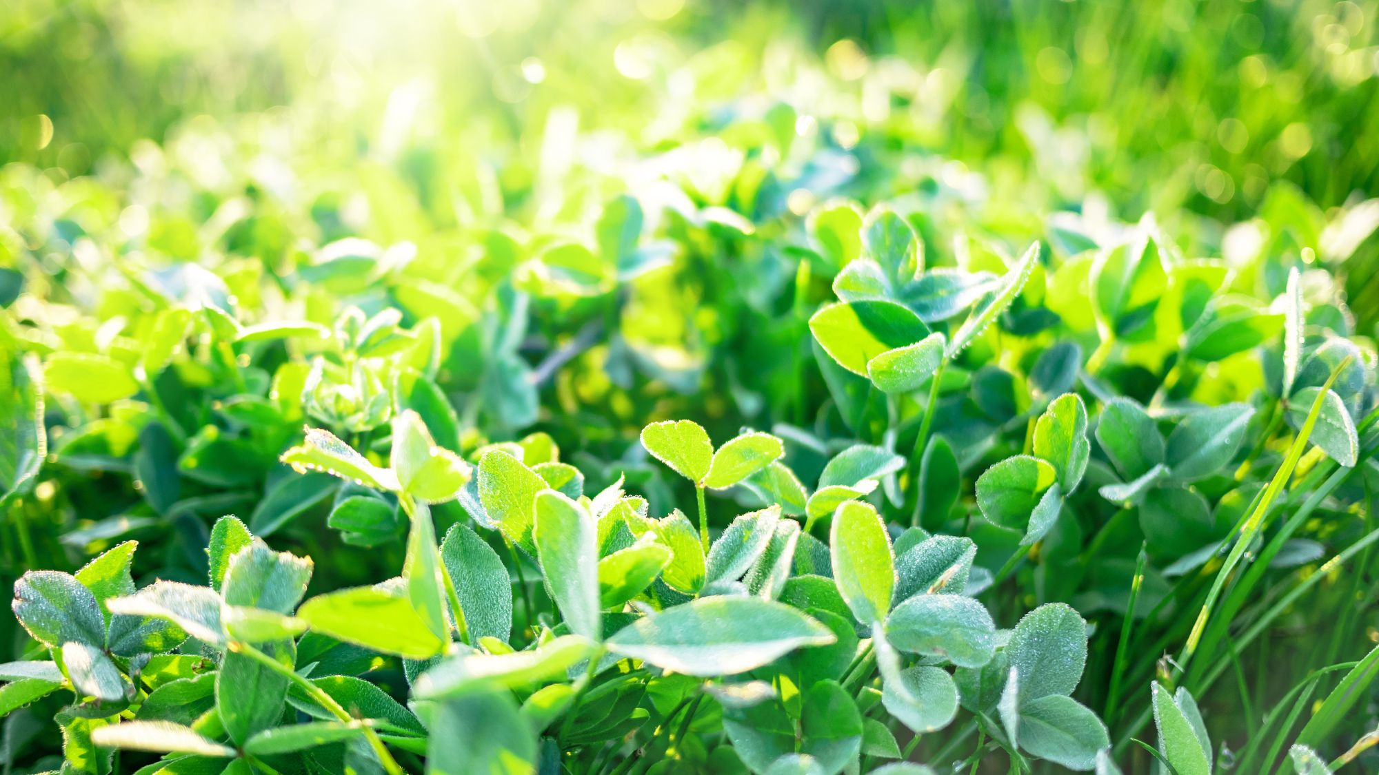 Spring green clover grass blurred background