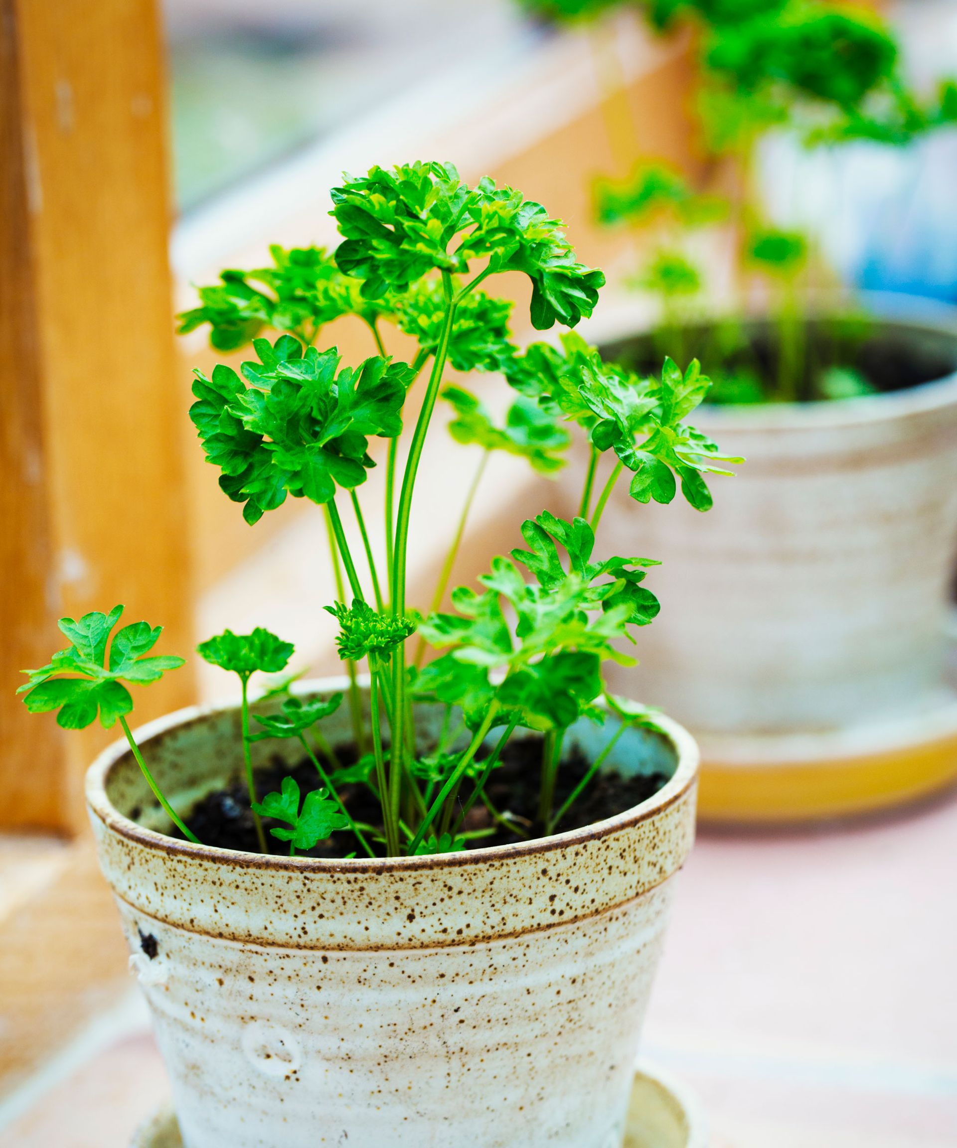 parsley plants in containers on windowsill