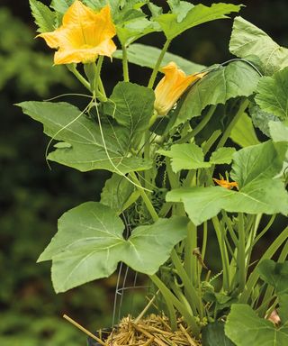 A flowering squash plant growing in a container