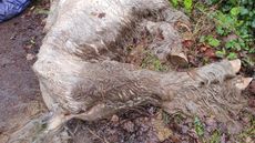 RSPCA2-1.jpg