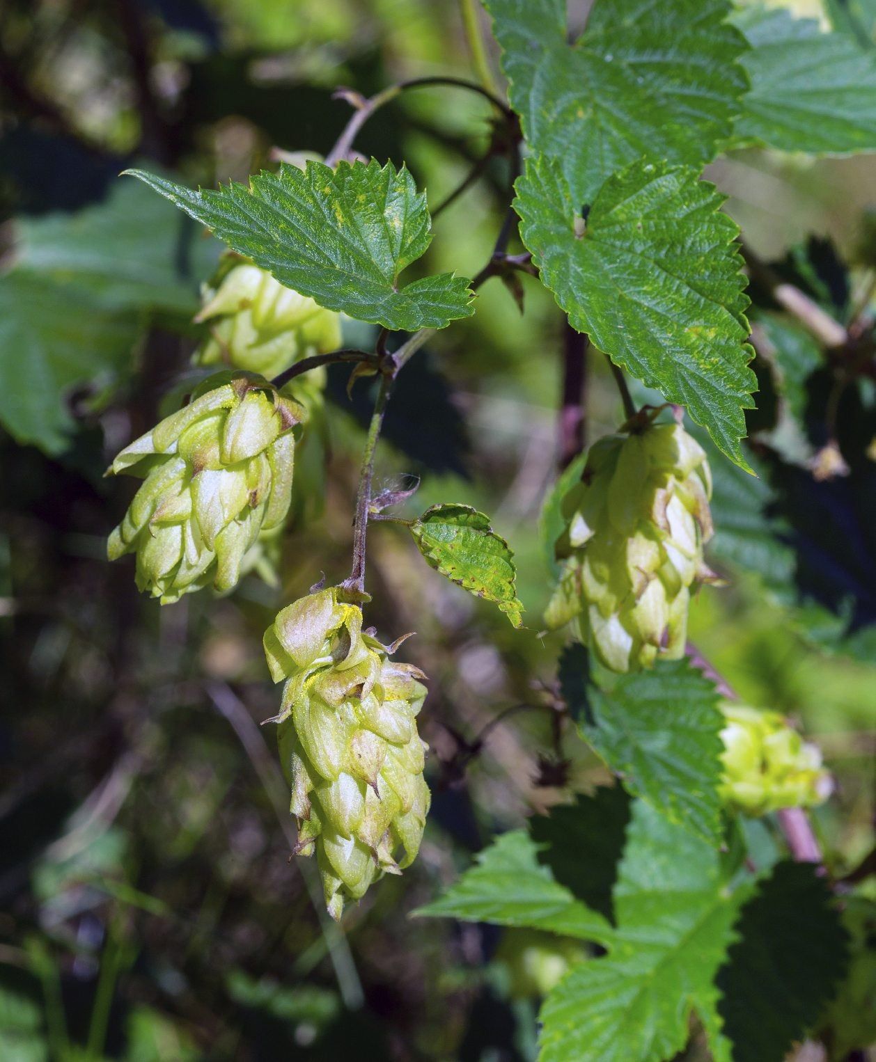Fertilizing Hops Plants - Information On Hops Fertilizer Requirements