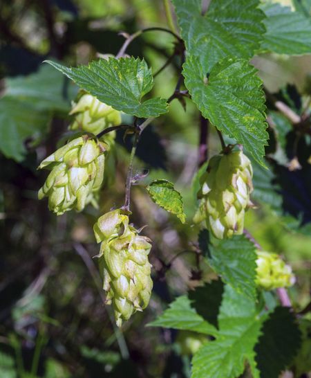 Hops Plant