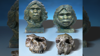Two reconstructions of archaic human faces based on the two original Yunxian Homo erectus skulls. Below are the original skulls.