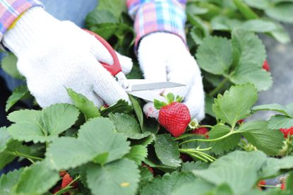 Gardener With Gloves Cutting Strawberries From The Bush